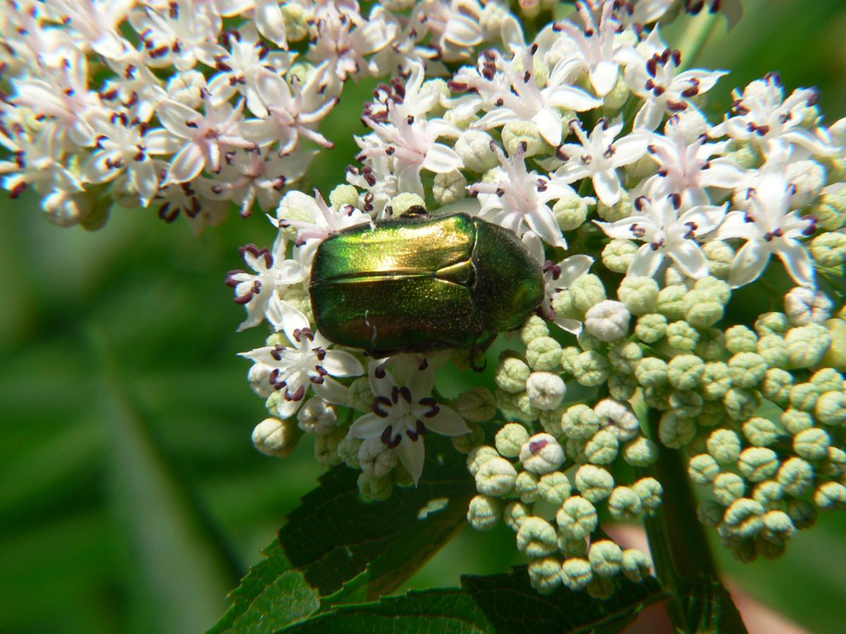 Cetonia aurata ssp. pisana (Cetoniidae)